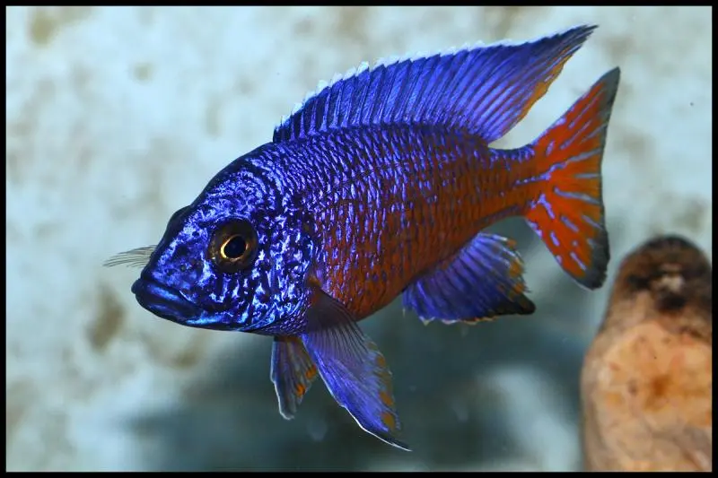 Rødhale Aulonocara (Aulonocara ngara)
